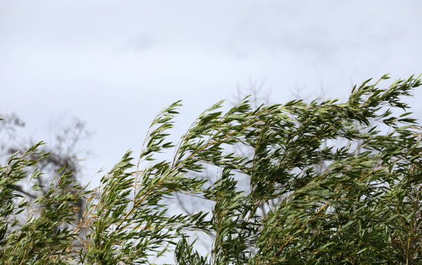 花园公园里的竹子图片下载