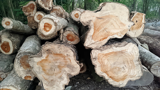 一堆砍下来的木头图片下载