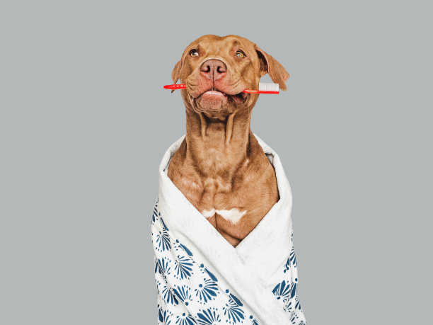 可爱的小狗拿着牙刷。特写镜头。影棚拍摄图片下载