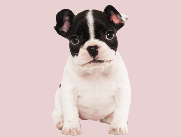 可爱的小狗坐在桌子上。影棚拍摄图片下载