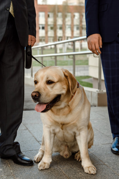带着金毛猎犬的绅士们。图片下载
