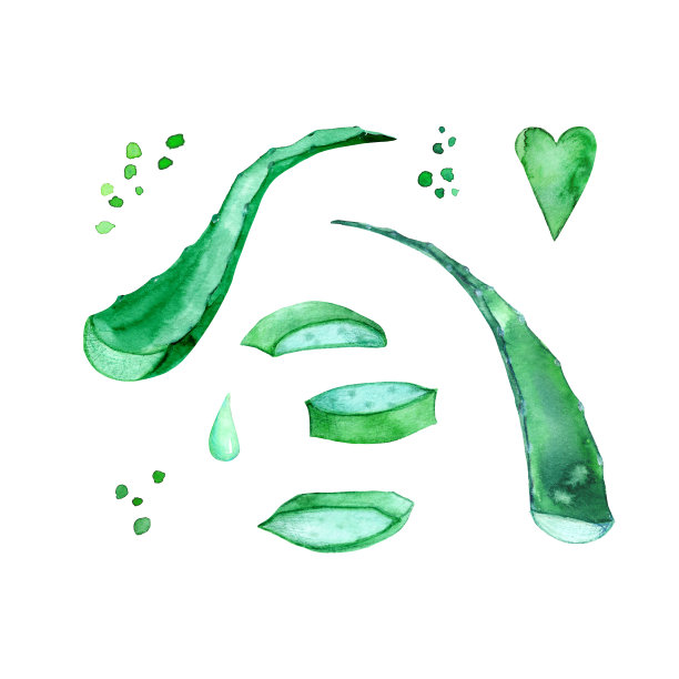 芦荟植物的水彩插图。切片多汁的芦荟叶，凝胶和水彩飞溅。套装手绘药用植物，用于药品包装、保湿化妆品图片下载