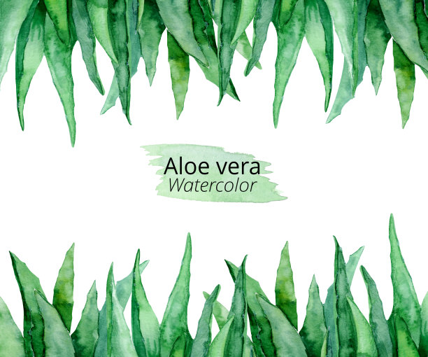 水彩水平边界与芦荟植物。配以新鲜多汁的芦荟叶。白色背景上的药用和化妆品植物。图片下载