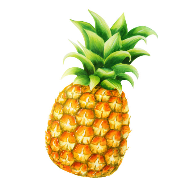 新鲜菠萝的水彩插图。孤立在白色背景上的热带水果。适合设计师，水疗装饰，明信片，婚礼，问候，壁纸，包装纸，剪贴簿，封面，邀请函，海报和纺织品图片下载
