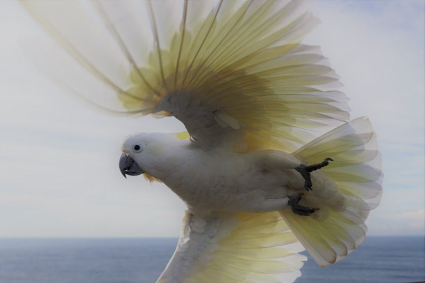 一只凤头鹦鹉在同伴发出警告后迅速离开图片下载