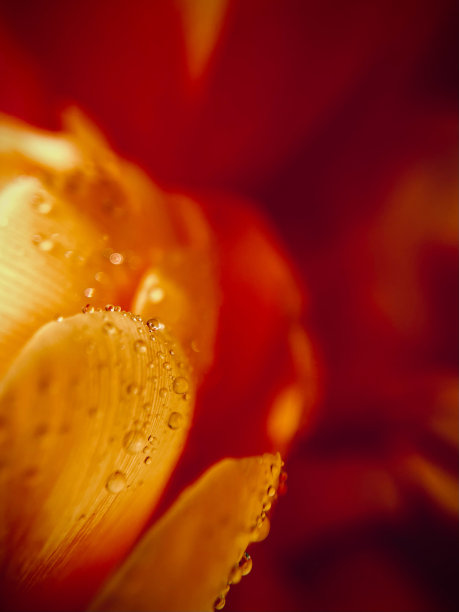 雨后花开。图片下载