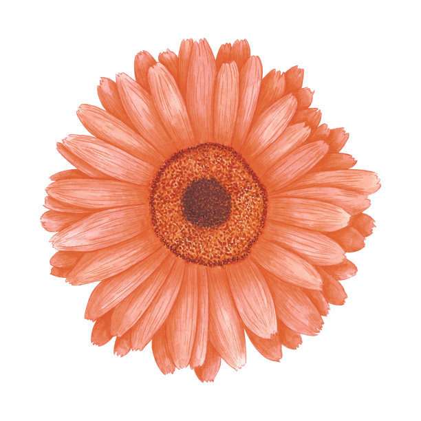 手绘水彩橙色金盏花孤立在白色的背景。可用于标签，印刷，横幅和明信片。图片下载