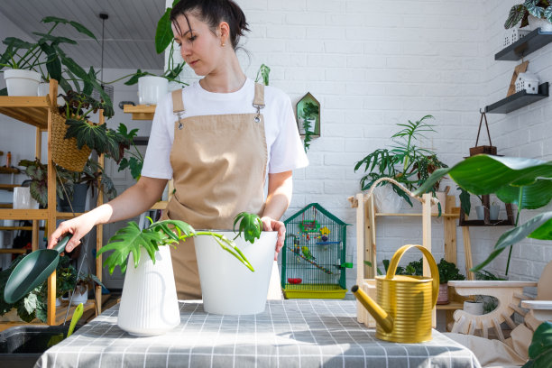 围着围裙的女人拿着一根室内植物的茎，在一个白色的花盆里种植，模拟模板。种植和爱护，温室图片下载