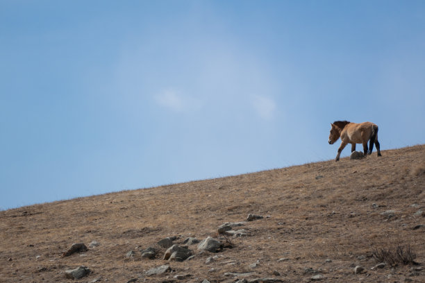 普氏野马在蒙古胡斯泰国家公园自由漫步图片下载