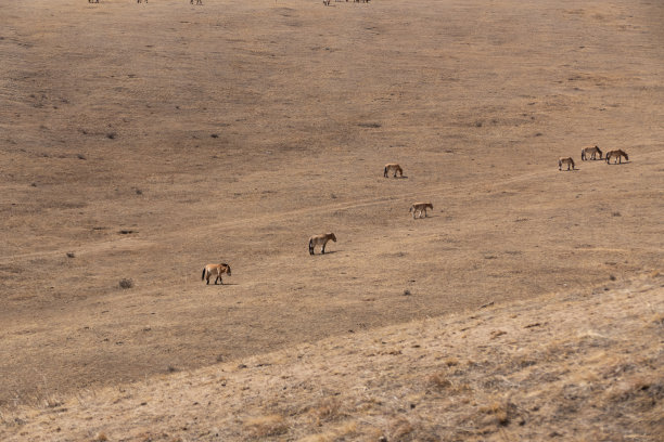 普氏野马在蒙古胡斯泰国家公园自由漫步图片下载
