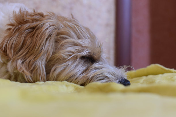 黄色毯子上一只熟睡的狗的画像。杰克罗素头部特写。查看配置文件图片下载
