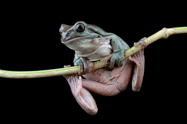 矮胖的树蛙坐在树枝上(litoria caerulea)图片下载