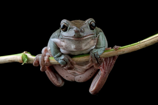 矮胖的树蛙坐在树枝上(litoria caerulea)图片下载