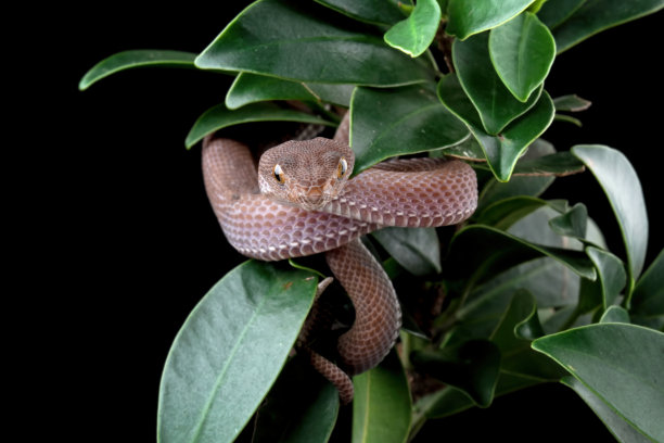 幼蝰蛇(学名:trimeresurus purpureomaculatus图片下载