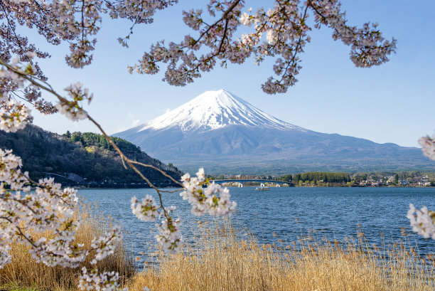 日本春天的富士山和川口湖的粉红樱花枝图片下载