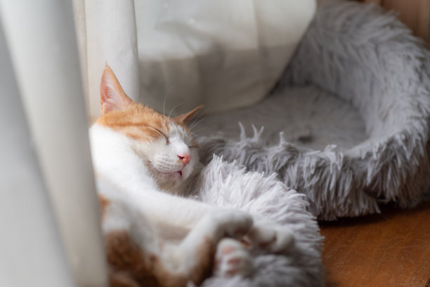 睡觉的猫图片下载