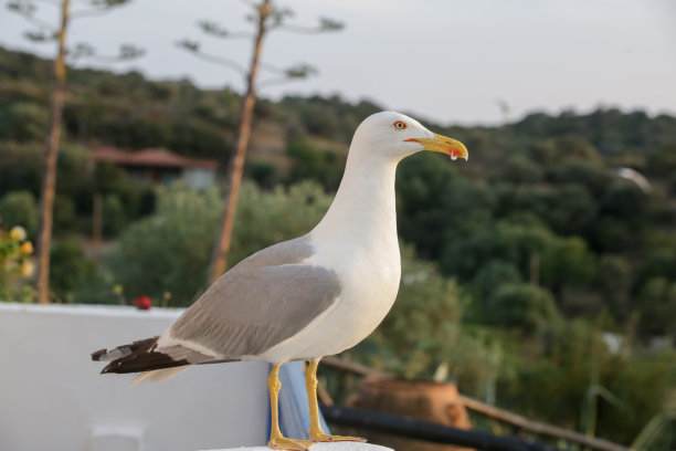 大自然中海鸥的特写照片图片下载