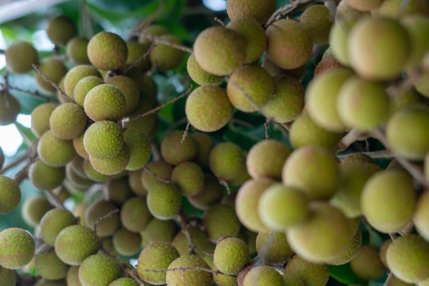 泰国 Longan 果园：热带水果 Longan图片下载
