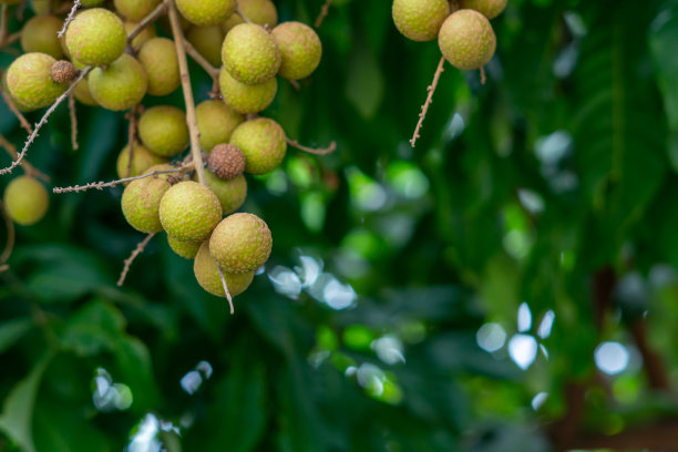 泰国 Longan 果园：热带水果 Longan图片下载