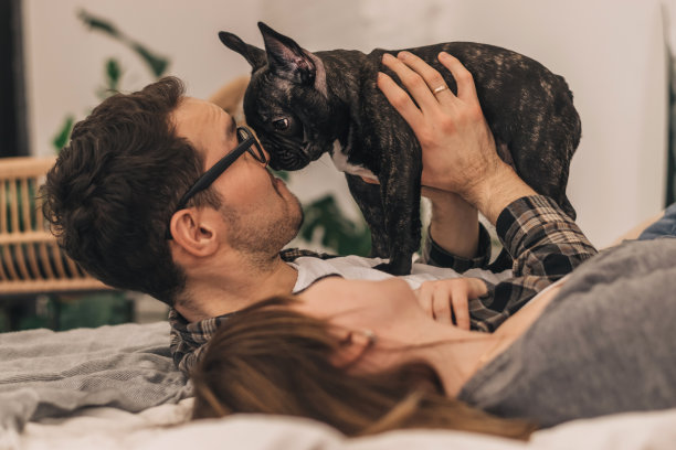 一对幸福的夫妇正在家里的床上和他们的法国斗牛犬小狗玩耍。家庭与动物的生活理念图片下载