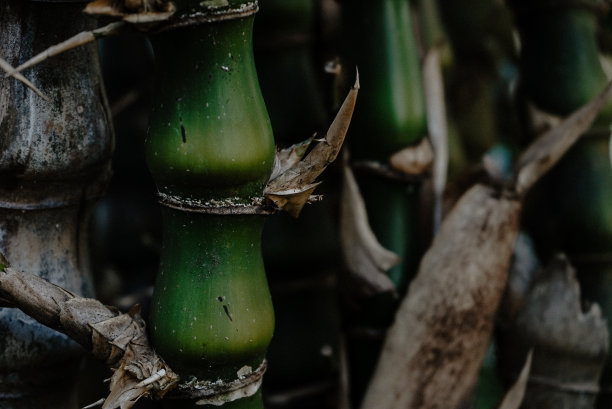 竹树特写图片下载