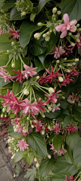 荷兰茉莉植物图片下载