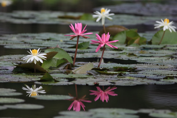 莲花,睡莲图片下载