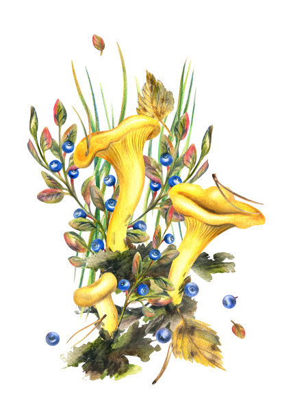 森林鸡油菌与蓝莓灌木，苔藓和秋天的叶子。水彩插图，手绘。白色背景上孤立的构图图片下载
