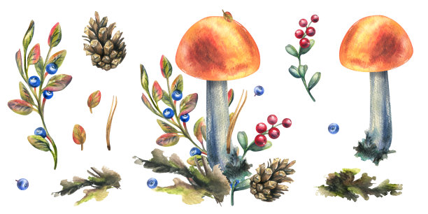 蘑菇与草，蓝莓，苔藓和锥体。水彩插图，手绘。白色背景上元素的独立构图。图片下载