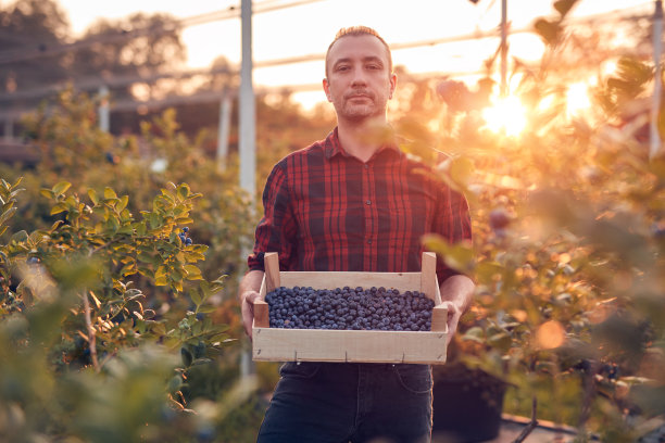 农场主在农场里拿着新鲜蓝莓。图片下载