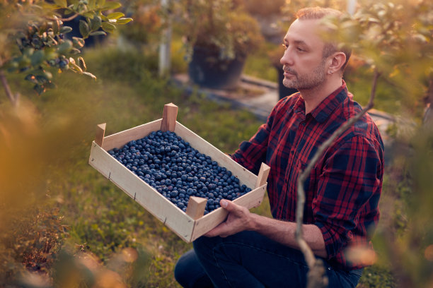 农场主在农场里拿着新鲜蓝莓。图片下载