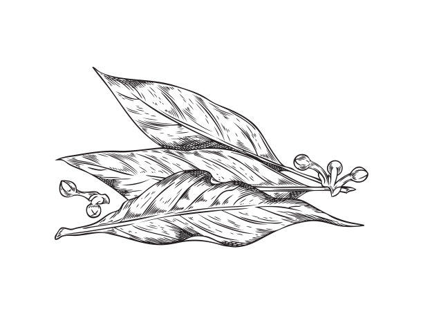 月桂叶与玉米，辣椒矢量手绘孤立插图，月桂或月桂贵族，香料复古雕刻图片下载