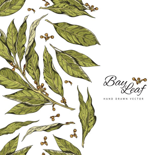 一套手绘分支月桂叶与玉米，颜色矢量写实素描插图月桂或月桂贵族与字母图片下载