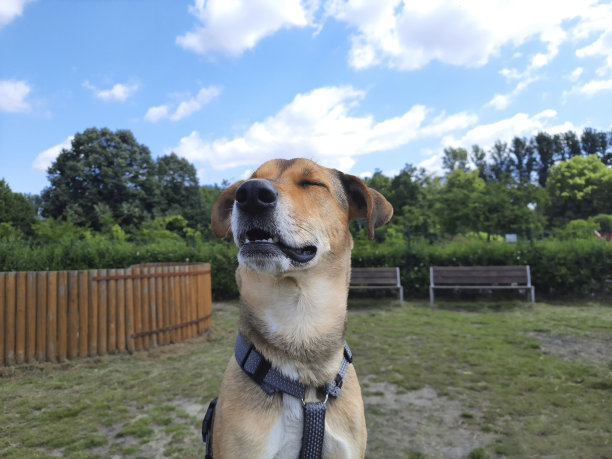 闭着眼睛的快乐狗。满意的口鼻杂种。图片下载