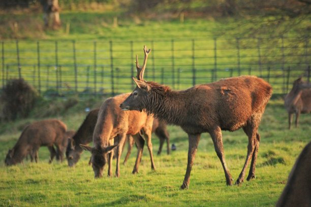 马鹿放牧图片下载