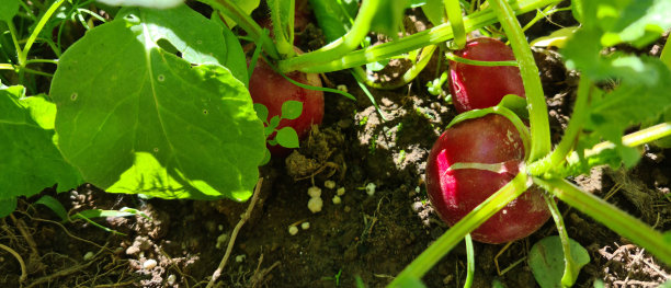 花园中的红萝卜图片下载