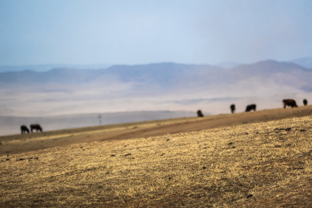 胡斯泰国家公园，蒙古图片下载