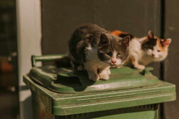 可爱的毛茸茸的猫，有着灰白色的皮毛，站在垃圾桶上看着镜头。图片下载