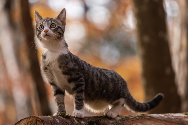 猫在秋天仙境图片下载