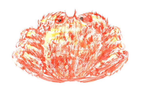 大闸蟹水彩画插图图片下载