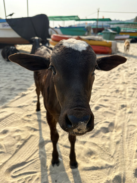 印度南部果阿的Palolem海滩，站在沙滩上的印度圣牛犊，站在水边沙滩上色彩鲜艳的小船旁的黑色牛犊，野牛的特写照片图片下载