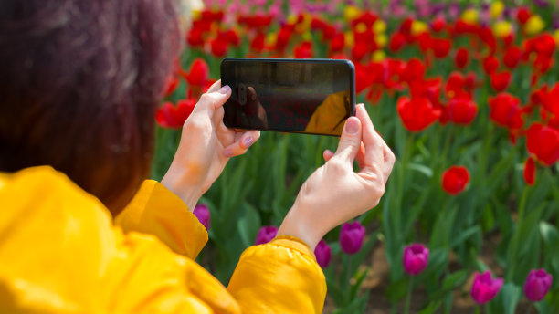一位女游客在公园里给美丽的花朵拍照。特写镜头图片下载