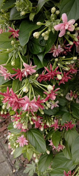 荷兰茉莉植物图片下载