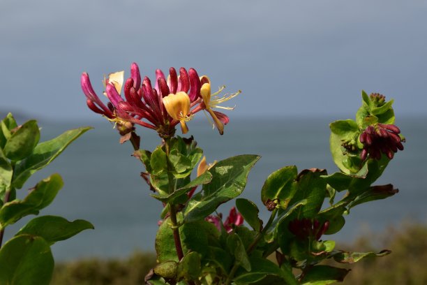 忍冬属植物图片下载