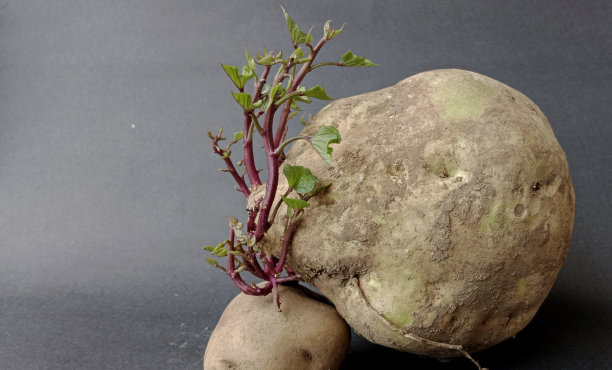 长芽的木薯盆景图片下载