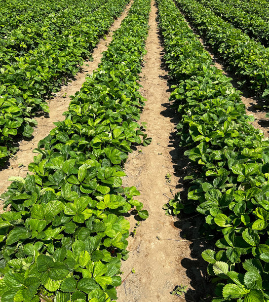 u型采摘草莓田图片下载