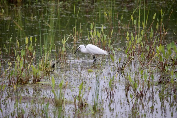 小白鹭在水里钓鱼图片下载