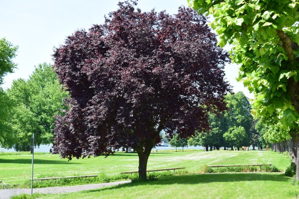 红叶树图片下载