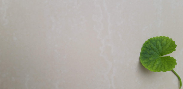 野生植物背景图片下载