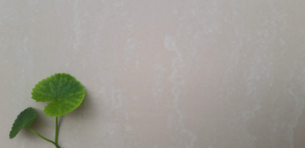 野生植物背景图片下载